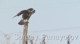 Video of Common Buzzard - Common Buzzard is hunting in the winter